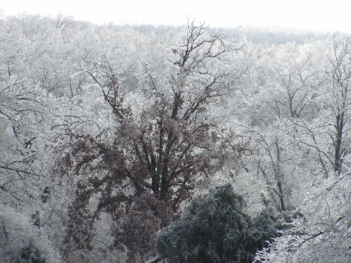 Ice covered trees Beautiful, but very destructive.