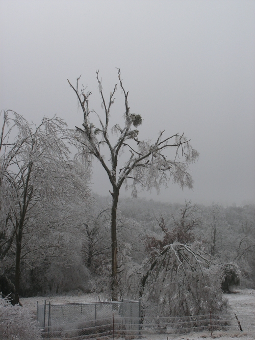 Stripped tree Stripped